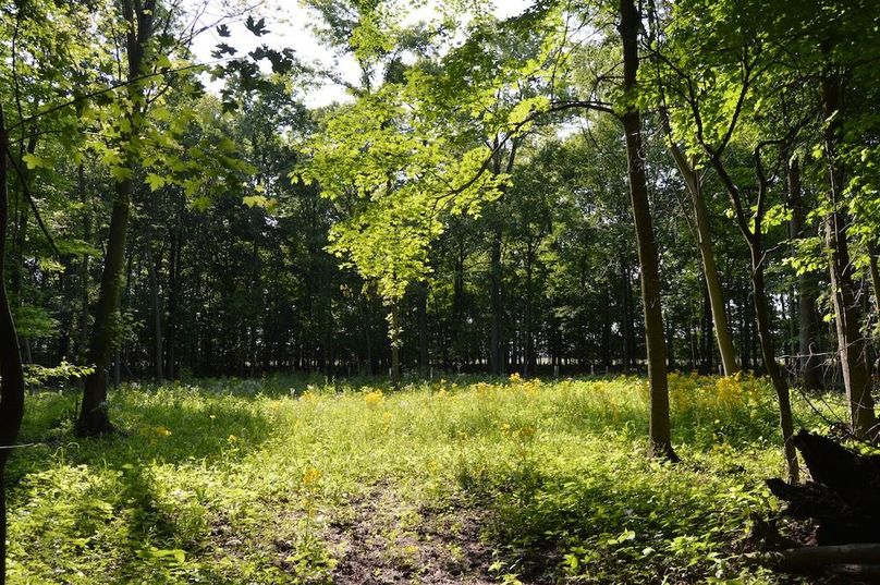 Trail leading into food plot