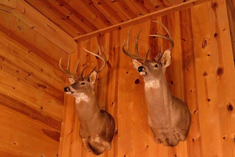 17 lodge Kitchen Deer mounts