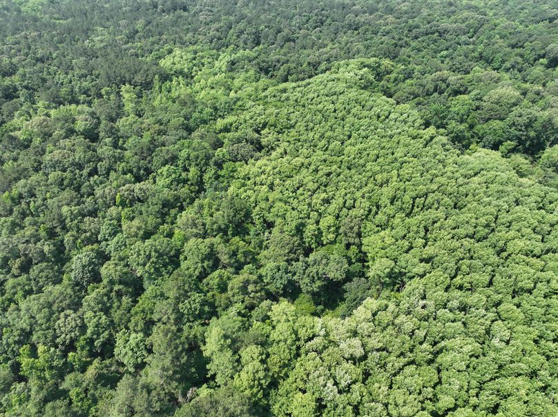 dji_fly_20230530_111616_146_1685483272019_photo