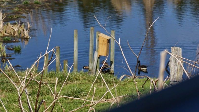 ducks bow turkey lawrence 2013 004