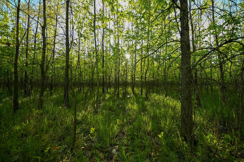 vandalia 450 (2)-2998