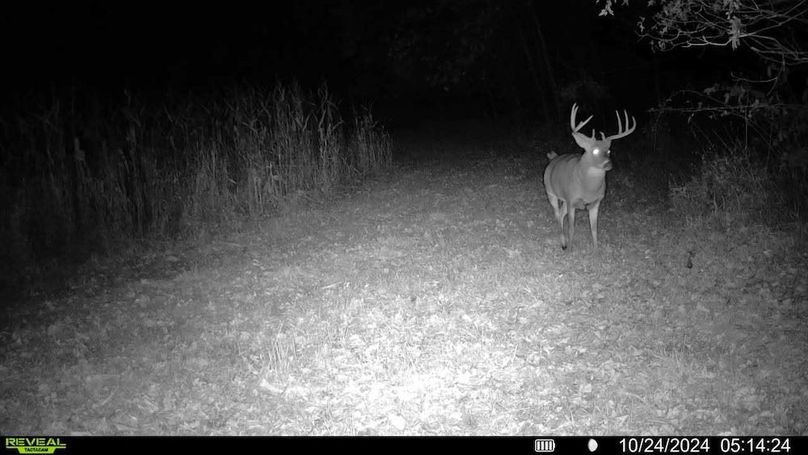 Sauk 174 Trailcam - 10