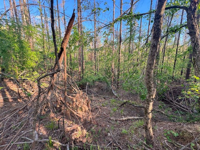 Tallahatchie 44 Newman (Crowden) Wide-36