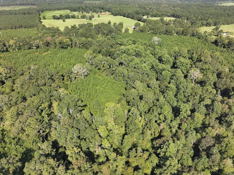 dji_fly_20250903_101540_0396_1757089043072_photo