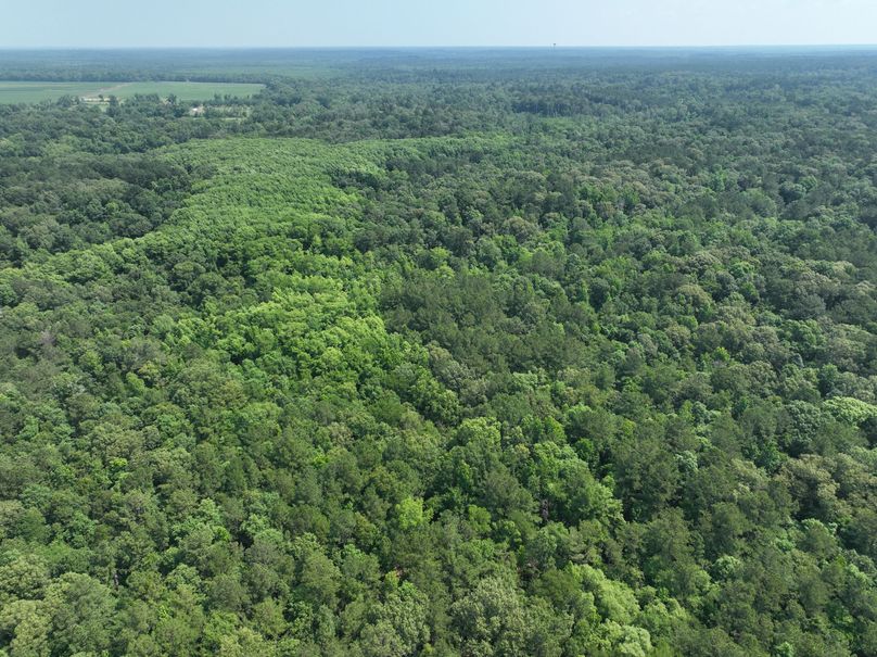 dji_fly_20230530_111526_138_1685483384208_photo