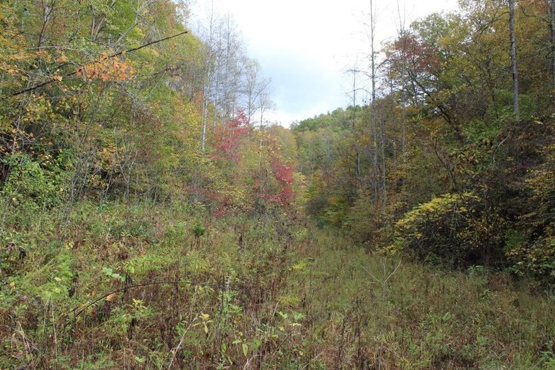 031 overgrown field in upper reaches of valley