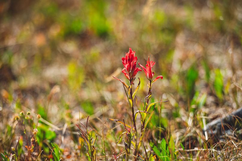 Lake CO 41.32 Nolan - 023 Indian Paint Brush