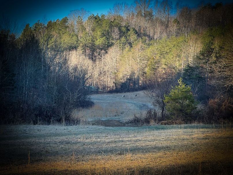 011 whitetail are plentiful on this property!