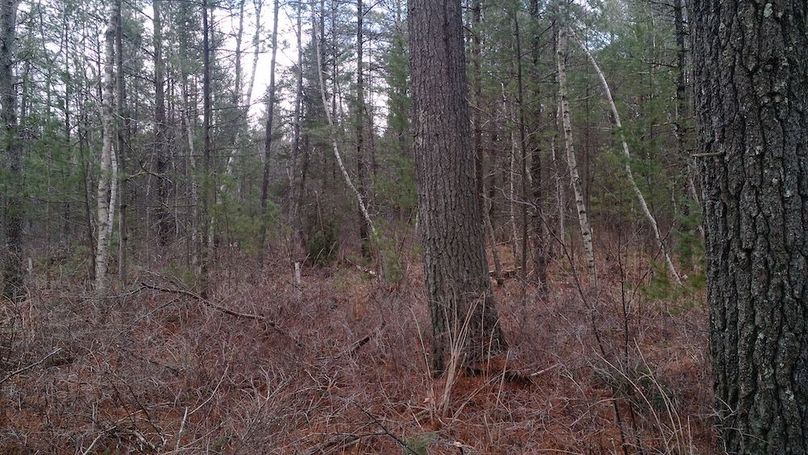 beautiful swamp