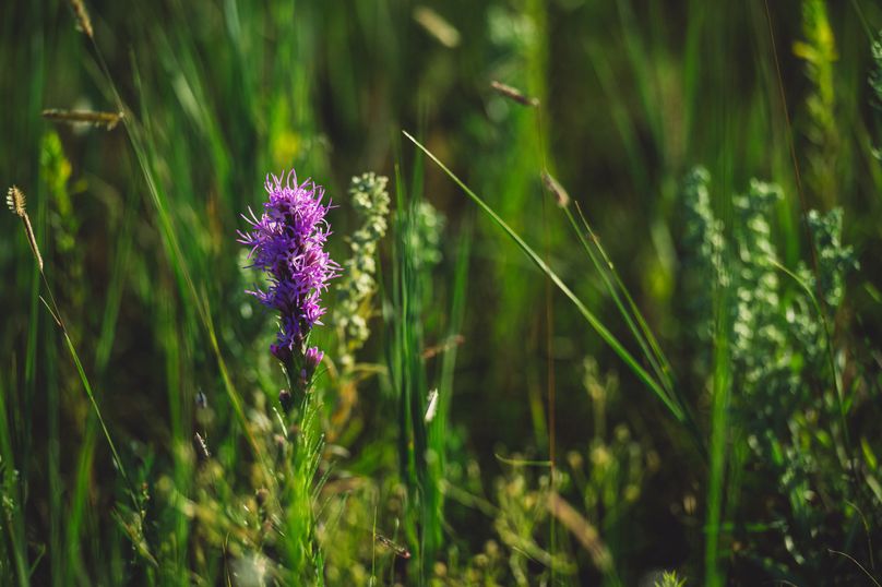 Douglas CO 35 Prettyman - 022 Flower