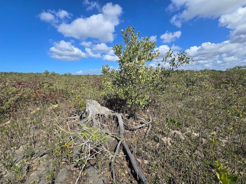 17.17ac, Citrus, Josiah Ronco52