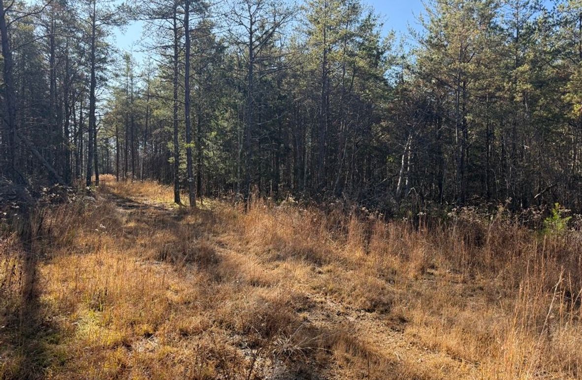 003 an open clearing in the northeast part of the property