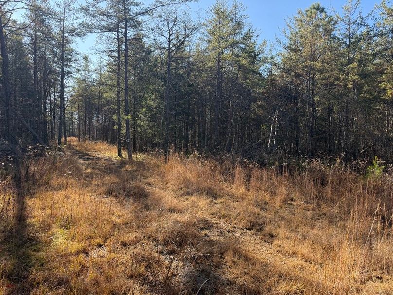 003 an open clearing in the northeast part of the property