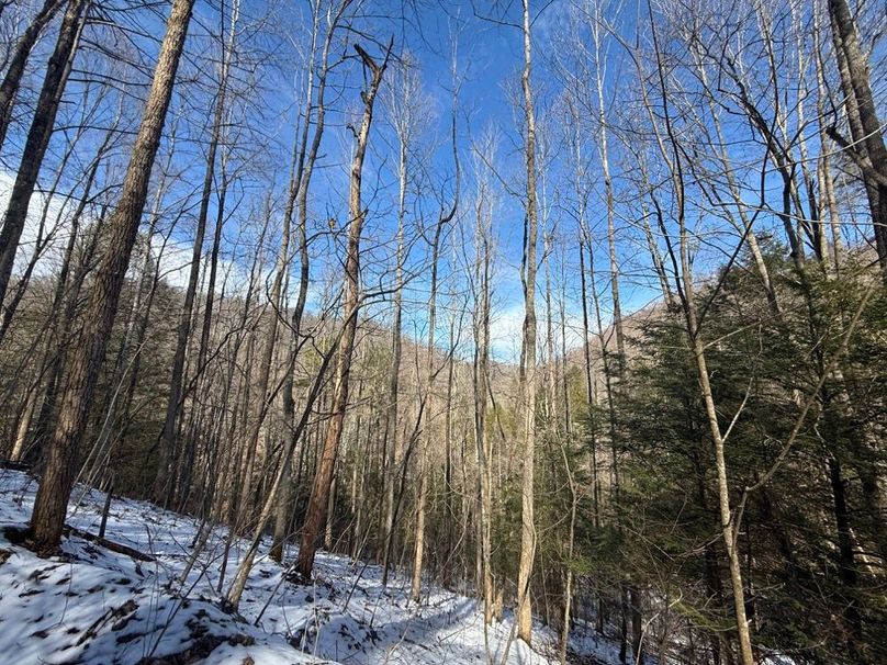 016 a forested north facing slope as you climb toward the ridge