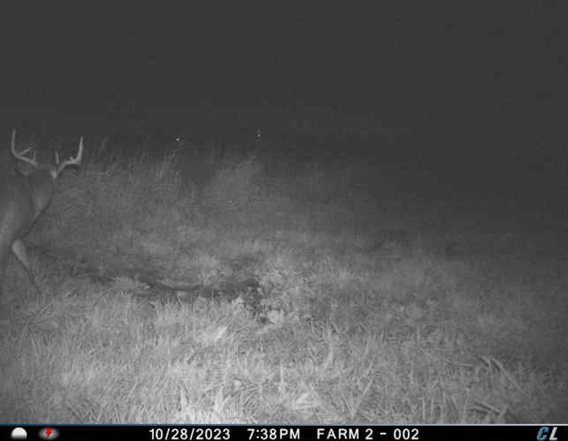 Trail Cam 4