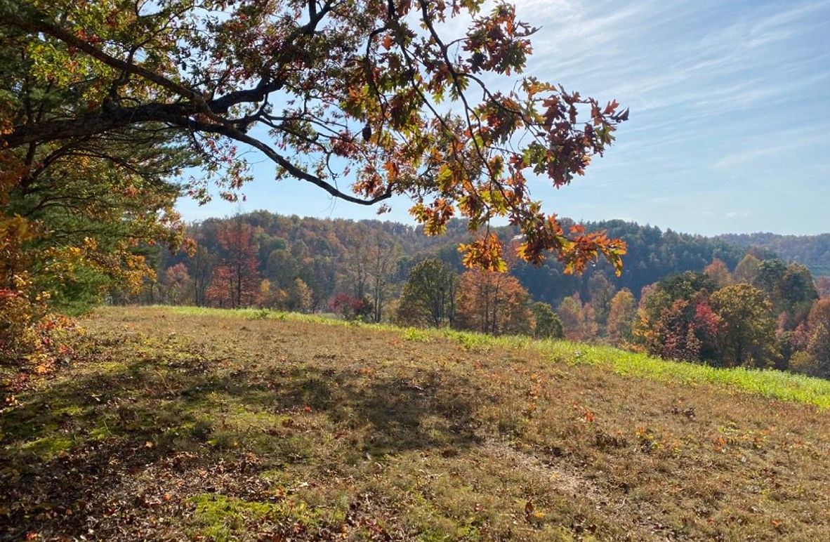 002 a beautiful view over the valley to the south from under this big white oak tree