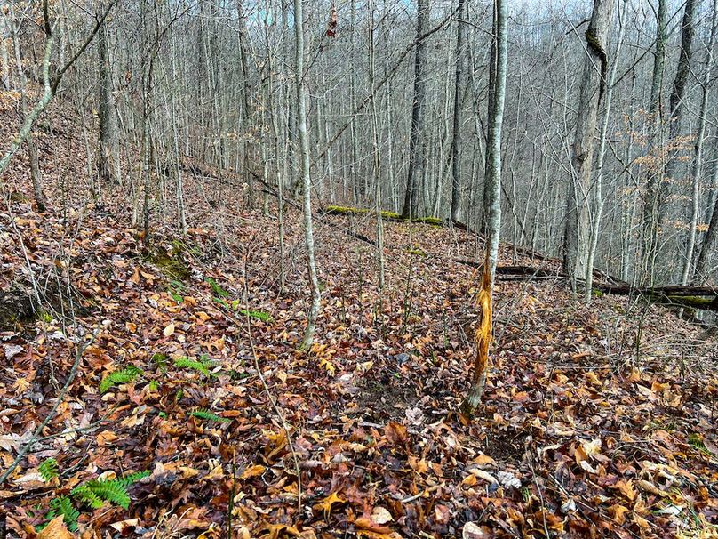 Calhoun, WV 225.69 AC Duffield-71