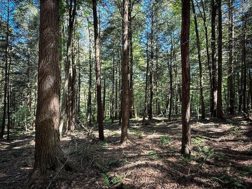 Tioga NY 232.62 Shores Photos 36