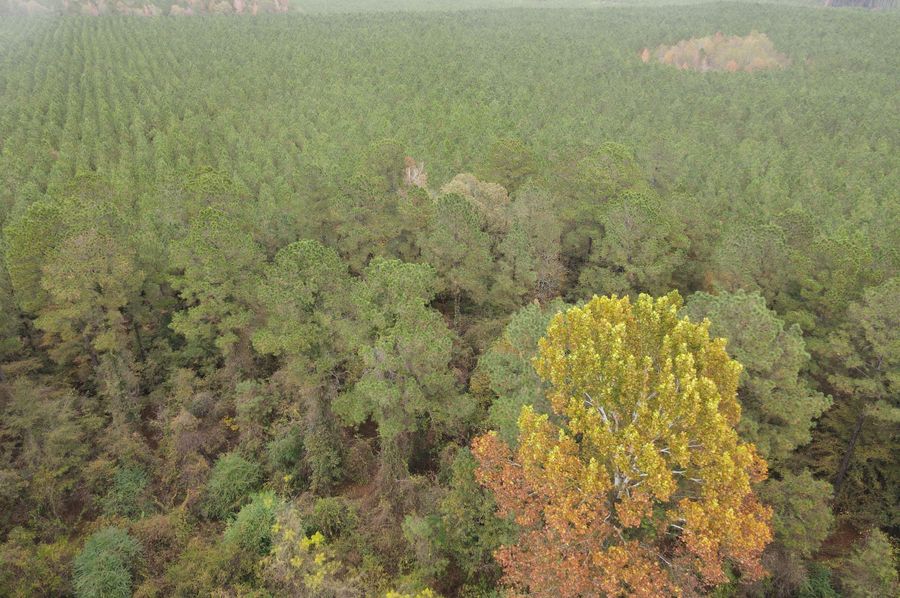 DJI_0994
