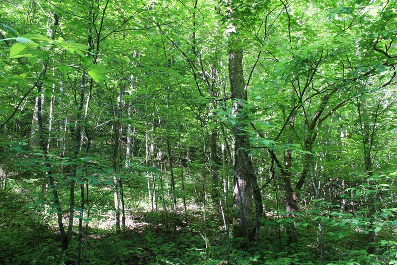 023 forest area that once was farmed many years ago