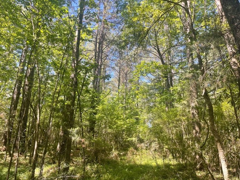 8F28A3FF-2905-4AC5-BD24-034BD1D197CE_1_105_c