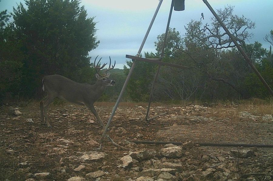 Game Camera 6