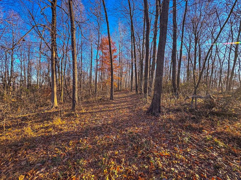 Pleasants_Wood 169.97 AC Cokeley-66