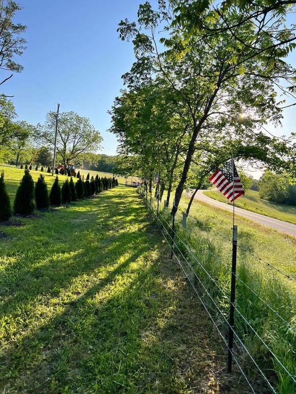 road side trees 4th of july