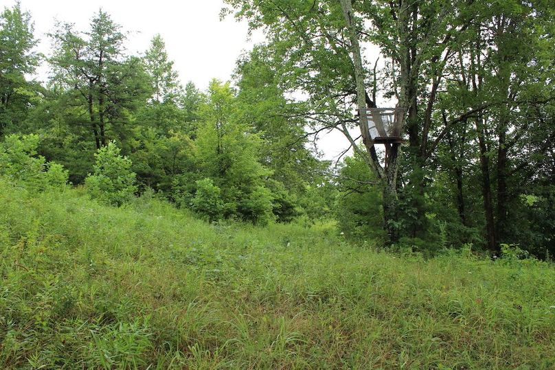 013 overgrown field and old treestand in south area