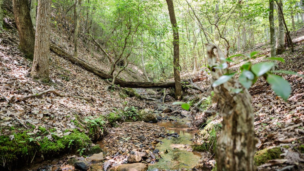 Affordable Wooded Lot Near James River Whitetail Properties