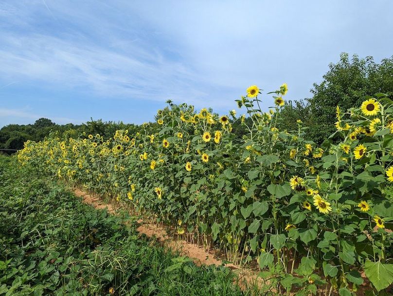 PXL_20220722_203417520