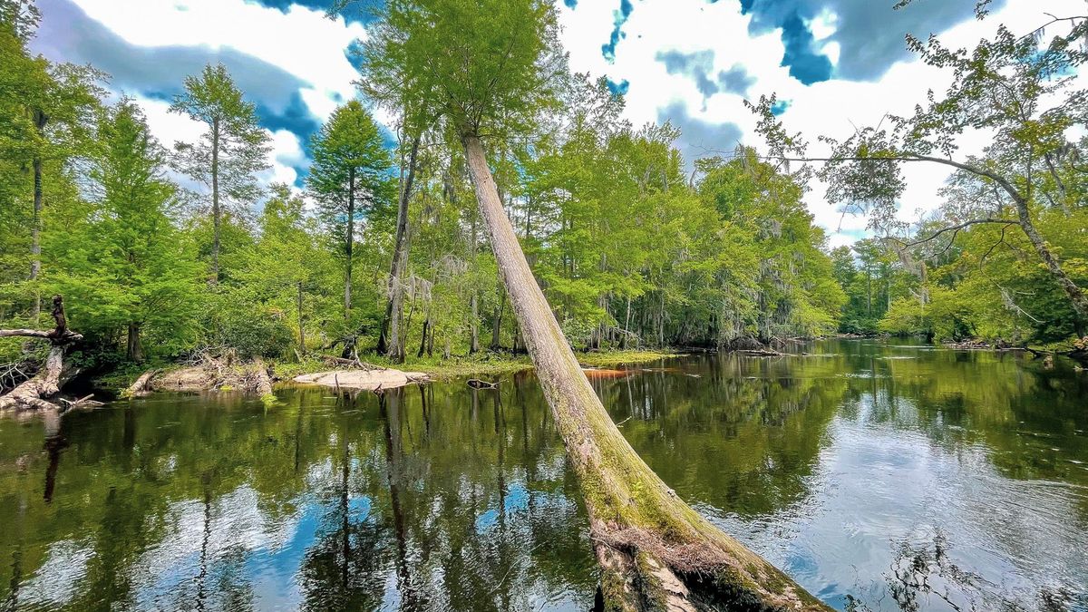 All Wooded Tract With Little Pee Dee River Frontage Whitetail Properties