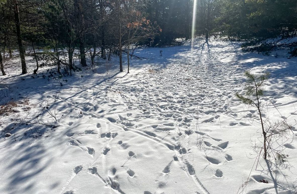 Adams 25, Nessler -04