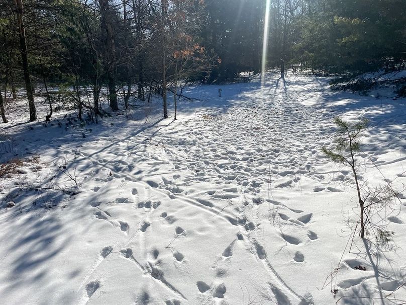 Adams 25, Nessler -04