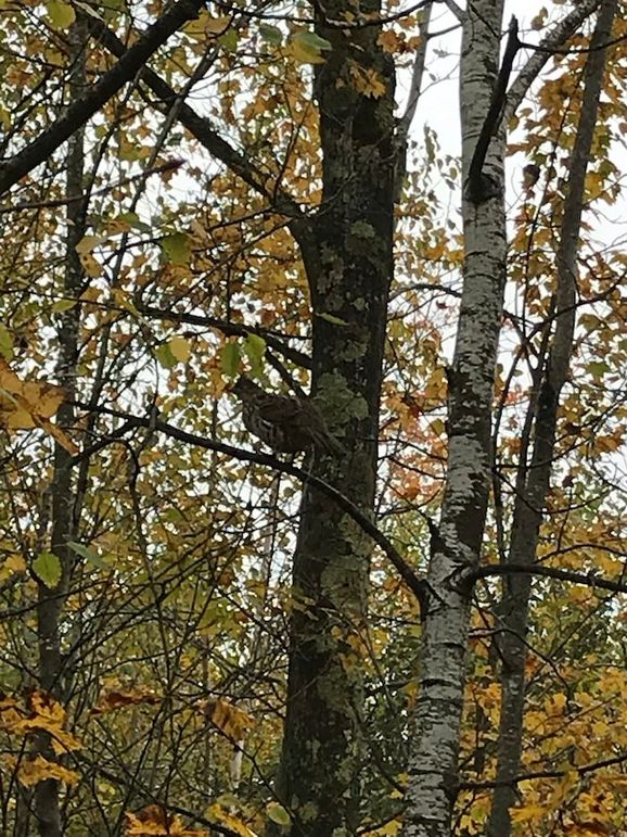 Grouse