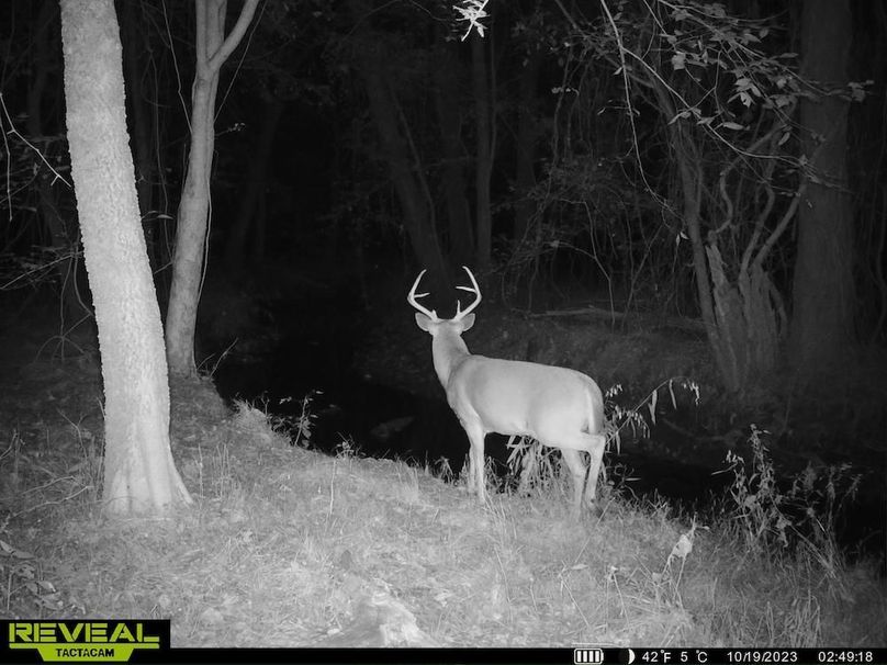 Trail cam Big old buck 