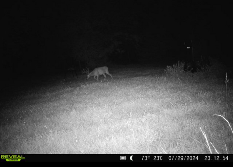 Trail Cam 13