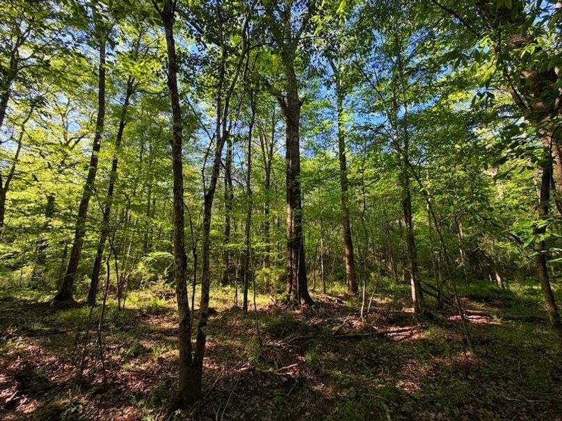 043AD011-4C82-4ACF-A441-543FA70B5FFF_1_105_c