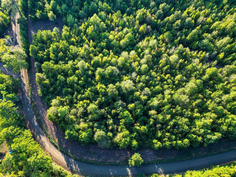 43.5 Acres San Augustine 004