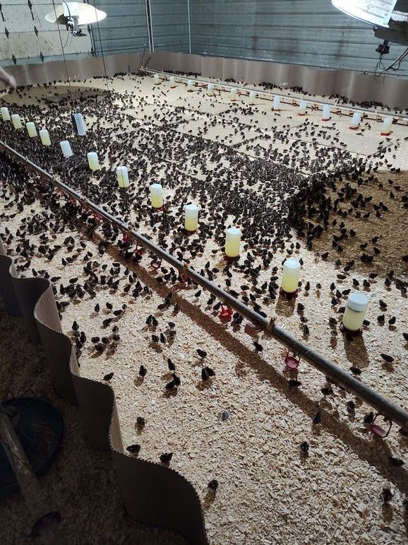 IMG_20250708_193458136