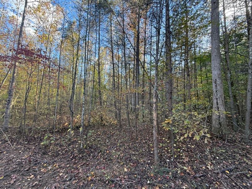 017 beautiful and quiet fall forest