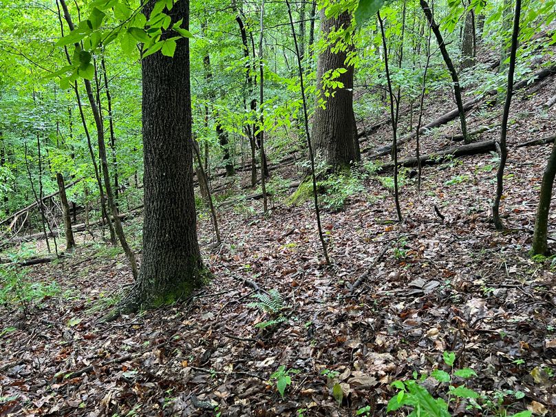 Wirt, WV 150.75 AC Tinnell-45