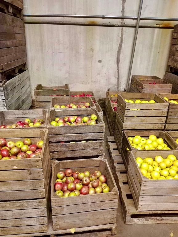 Apples