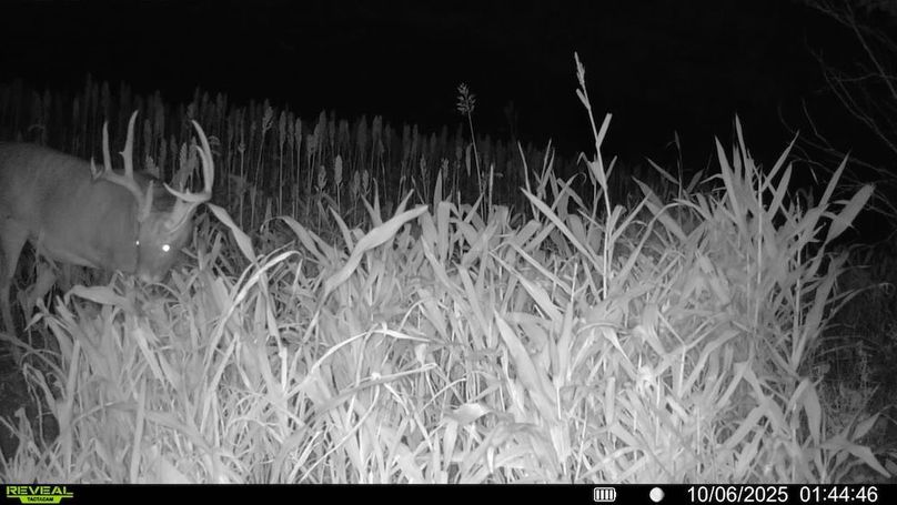 016578000659844-87-2-10062025014446-SYFW11332