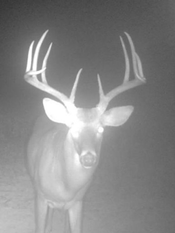 Copy of 934 Deer 4 Large