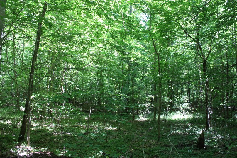 022 forested area in the north central part of the property