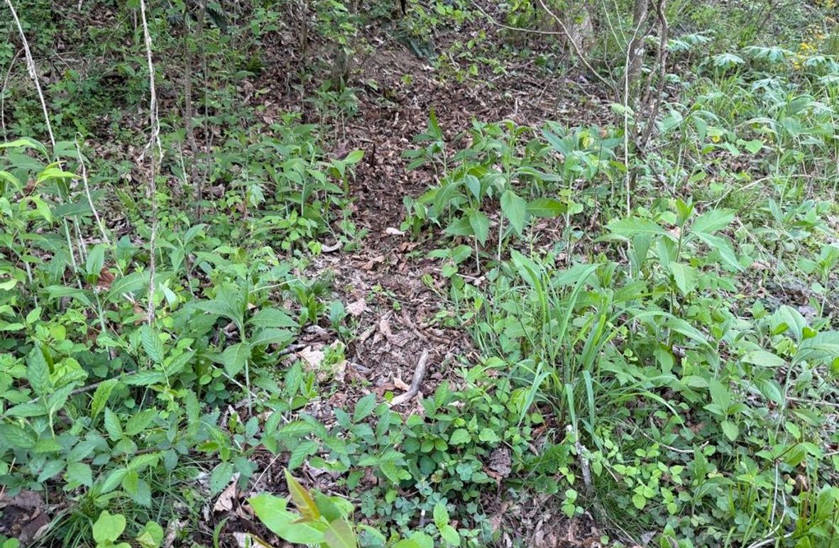 005 If you know you know, deer trail leading to the lower pasture and seasonal drainage-2