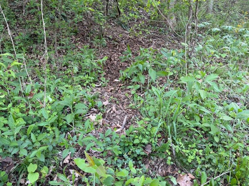 005 If you know you know, deer trail leading to the lower pasture and seasonal drainage-2