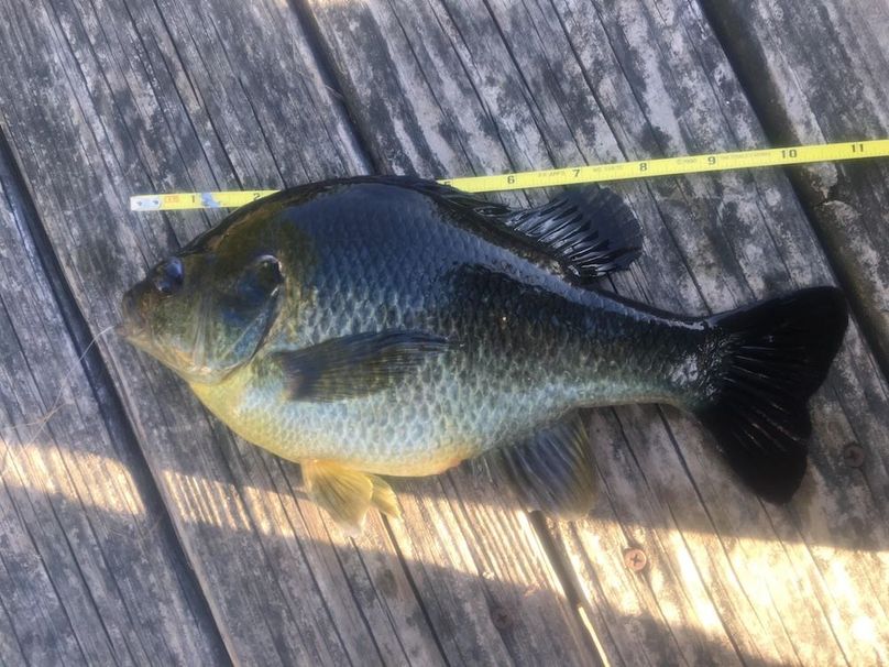 Hybrid Bluegill