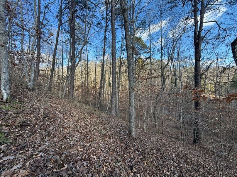 006 east facing slope along the east area of the property